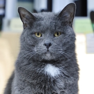 Fundraising Page: Nimbus, Resident Summit Cat